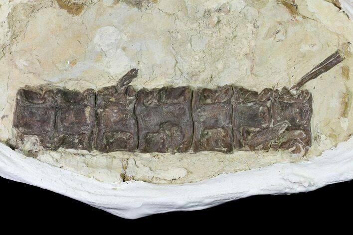 Cretaceous Fish (Xiphactinus) Articulated Vertebrae in Situ - Kansas #143496
